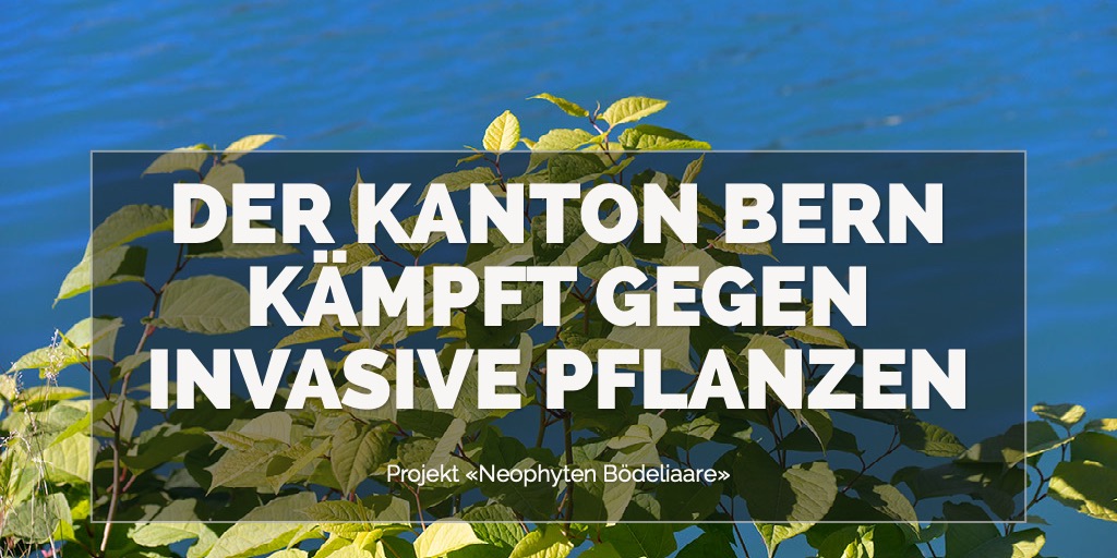 Der Kanton Bern Kämpft gegen invasive Pflanzen